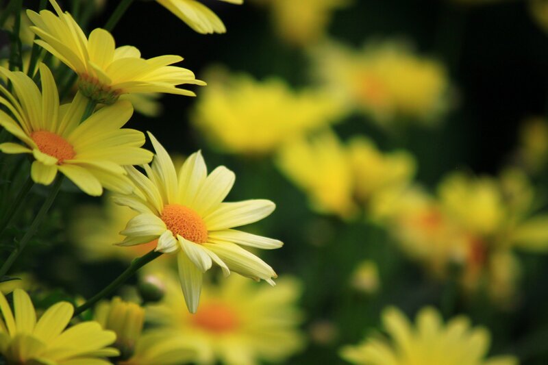 Yellow Daisies in Bloom — Serene