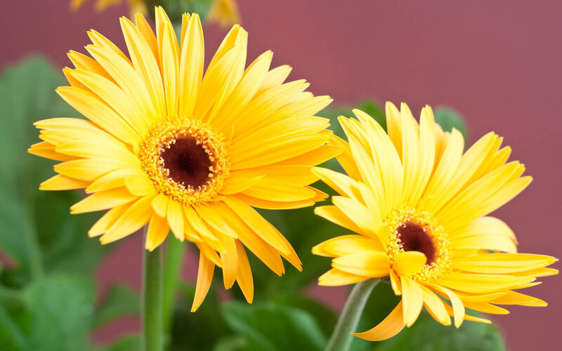 Yellow daisies in bloom