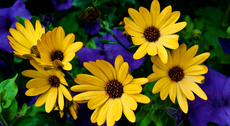 Yellow Daisies in Bloom — Vibrant, Photograph, Purple Flowers