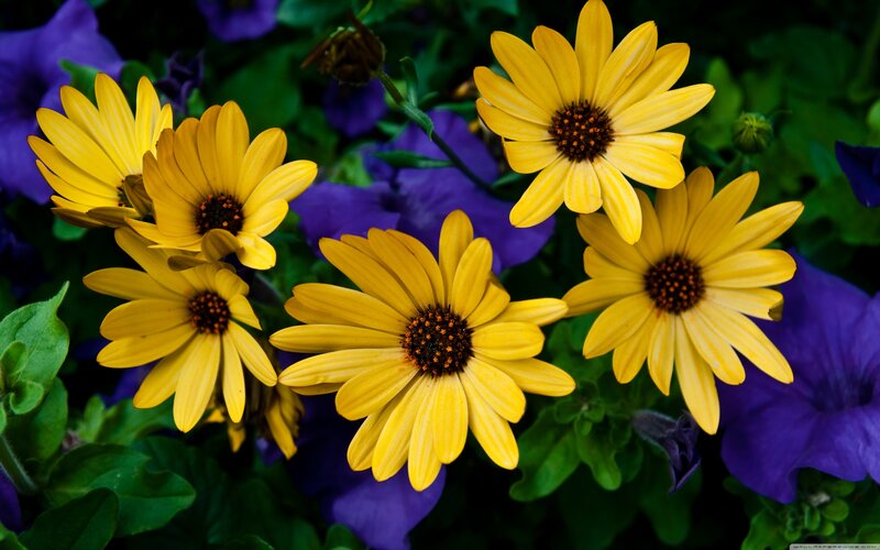 Yellow Daisies in Bloom — Vibrant, Photograph