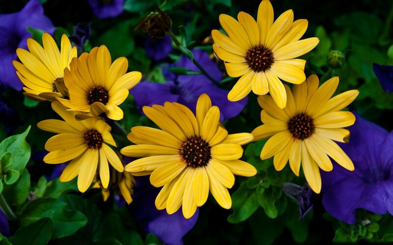 Yellow Daisies in Bloom — Vibrant