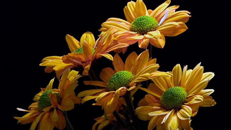 Yellow Daisies in Bouquet — Dramatic