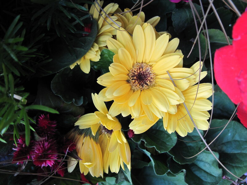 Yellow Daisies in Bouquet