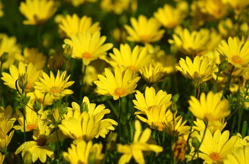 Yellow Daisies in Field — Bright, Afternoon