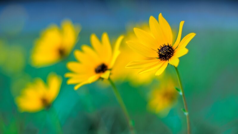 Yellow Daisies in Field — Serene, Afternoon, Photograph, Flowers, Greenery, Sky