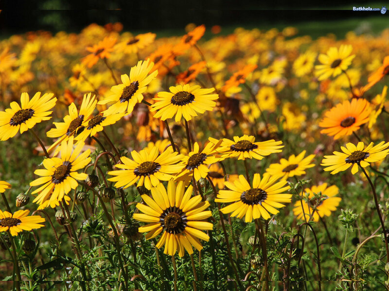 Yellow Daisies in Field — Serene, Afternoon