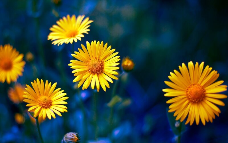 Yellow Daisies in Field — Serene, Photograph