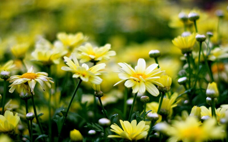 Yellow Daisies in Field — Serene, Spring