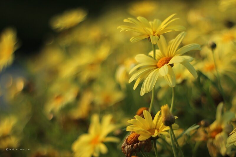 Yellow Daisies in Field — Serene, Sunset