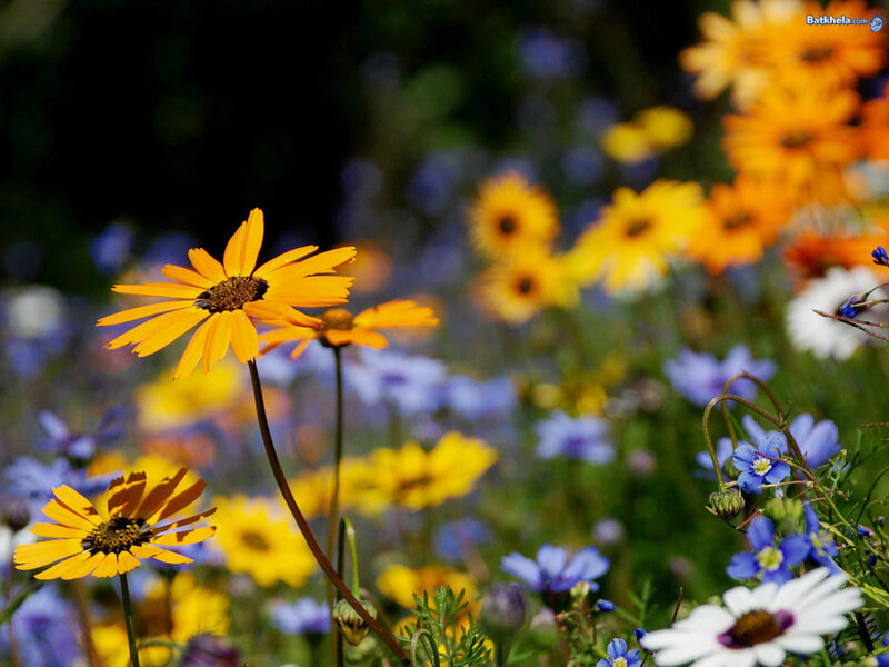 Yellow Daisies in Field