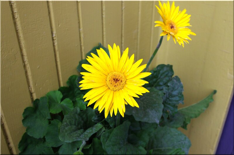 Yellow daisies in front of a wall