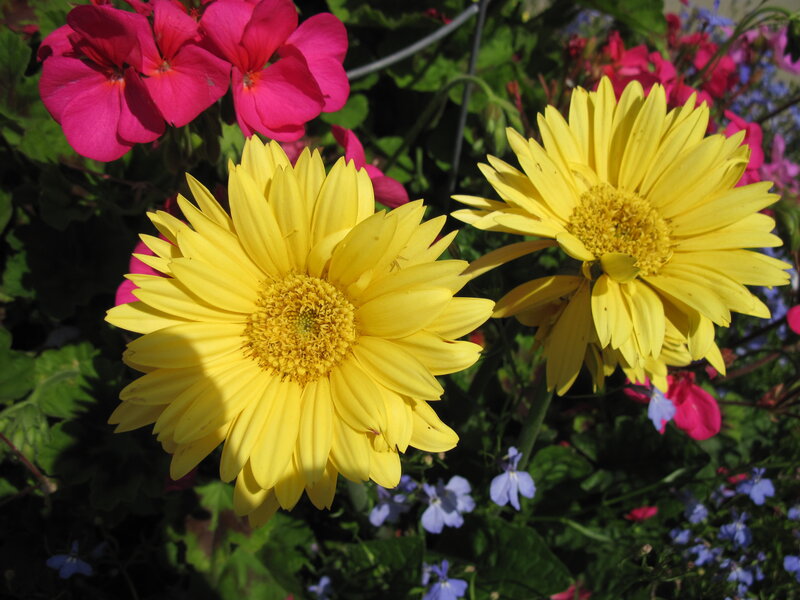 Yellow Daisies in Garden — Bright, Afternoon