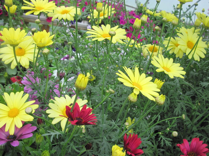 Yellow Daisies in Garden — Bright