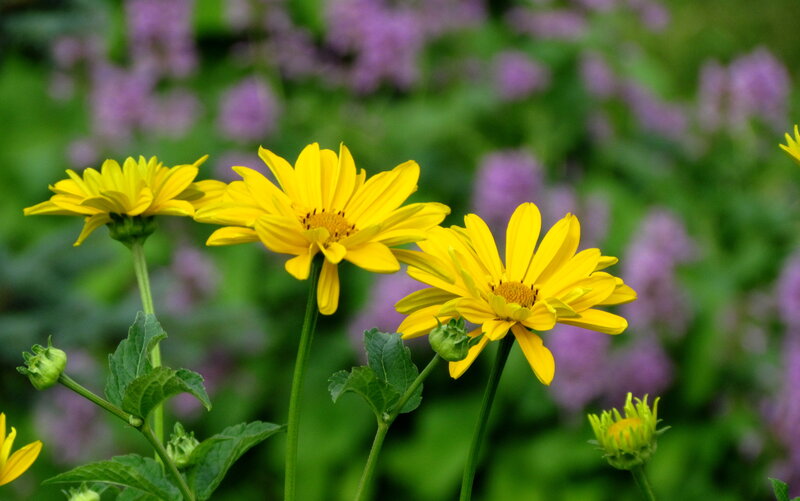 Yellow Daisies in Garden — Calm, Summer