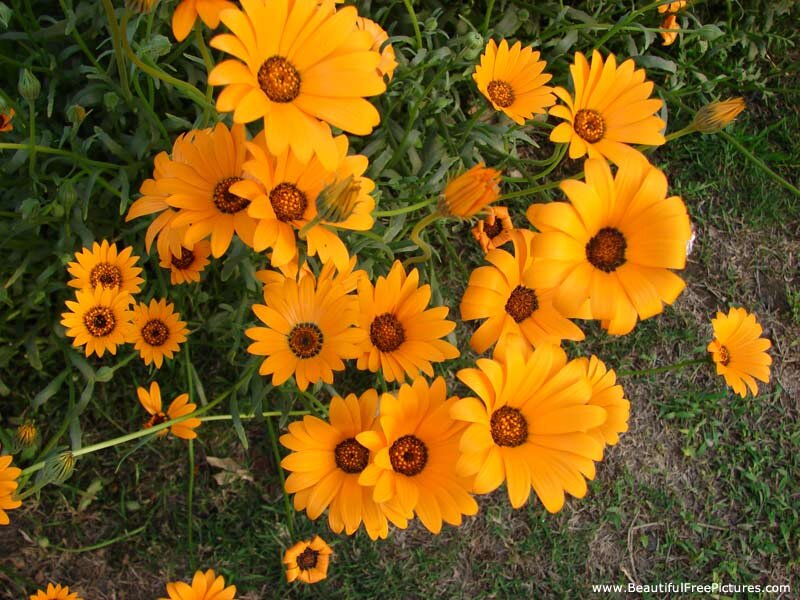 Yellow Daisies in Garden — Calm