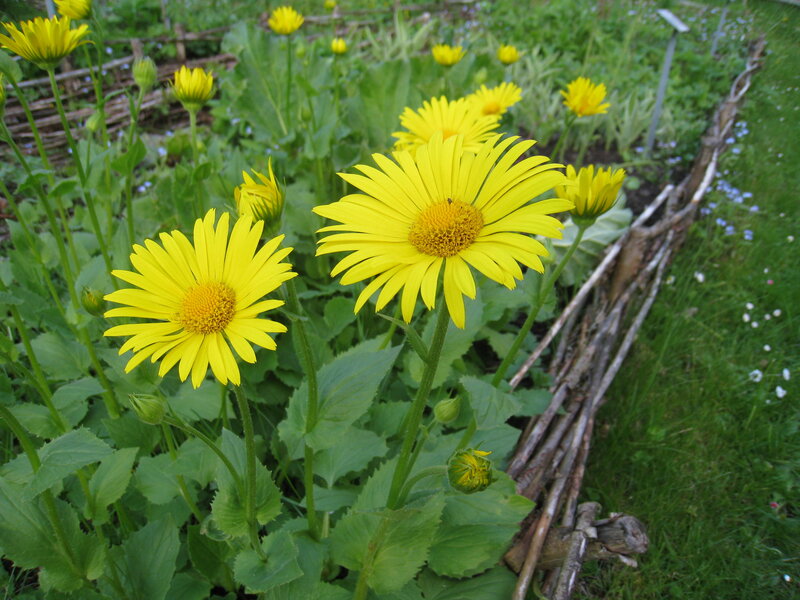 Yellow Daisies in Garden — Serene, Afternoon, Photograph
