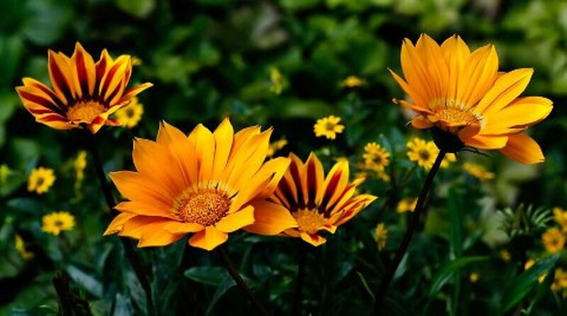 Yellow Daisies in Garden — Serene, Afternoon
