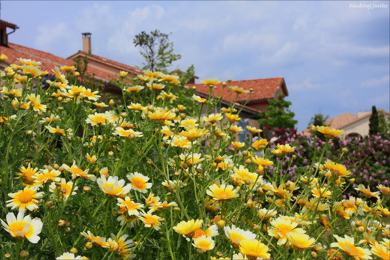 Yellow Daisies in Garden — Serene