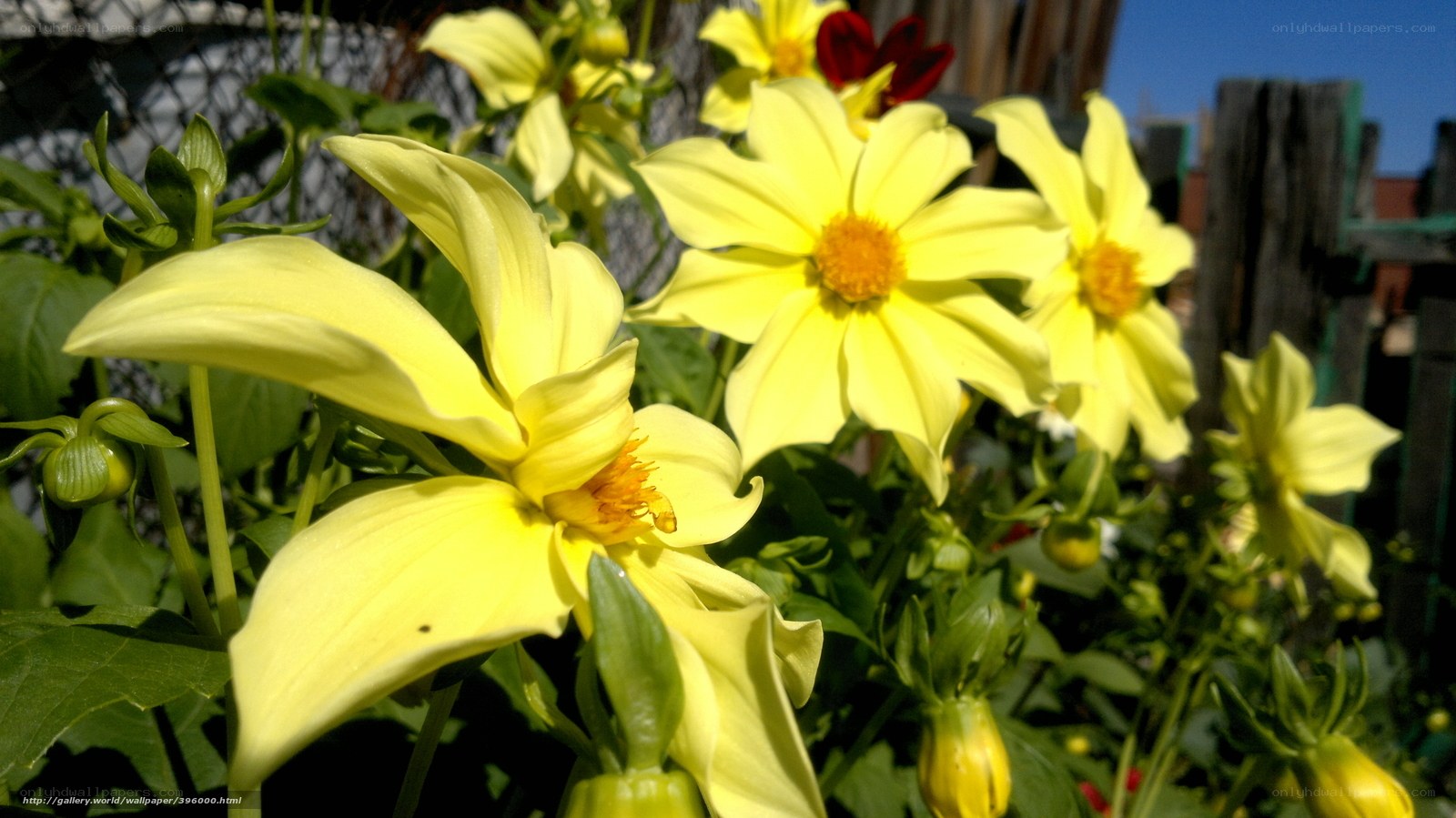Yellow daisies in garden