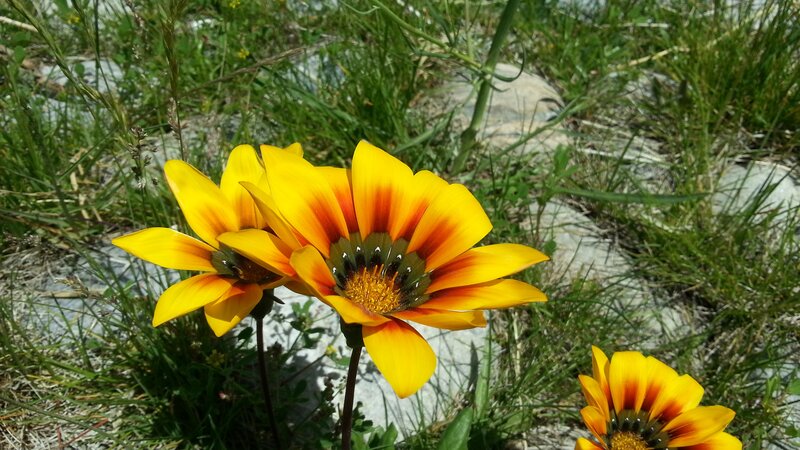 Yellow Daisies in Grass