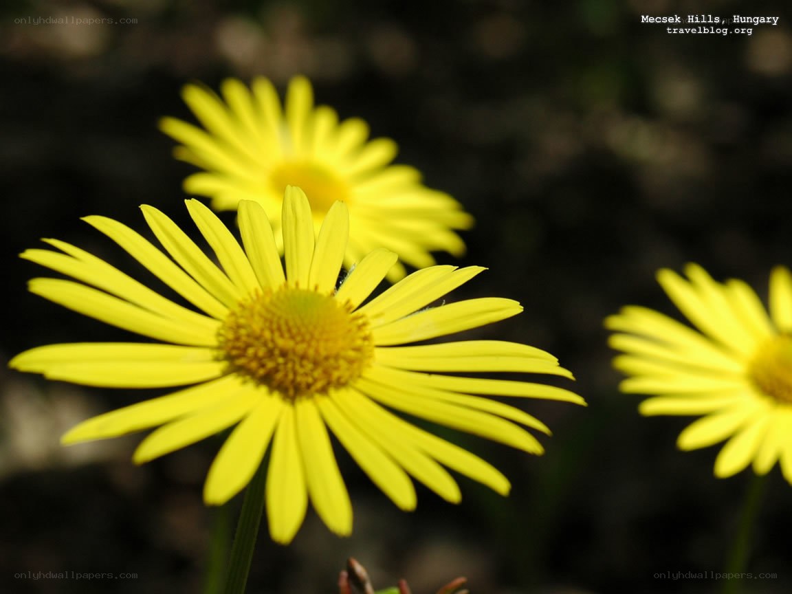 Yellow daisies in Hungary