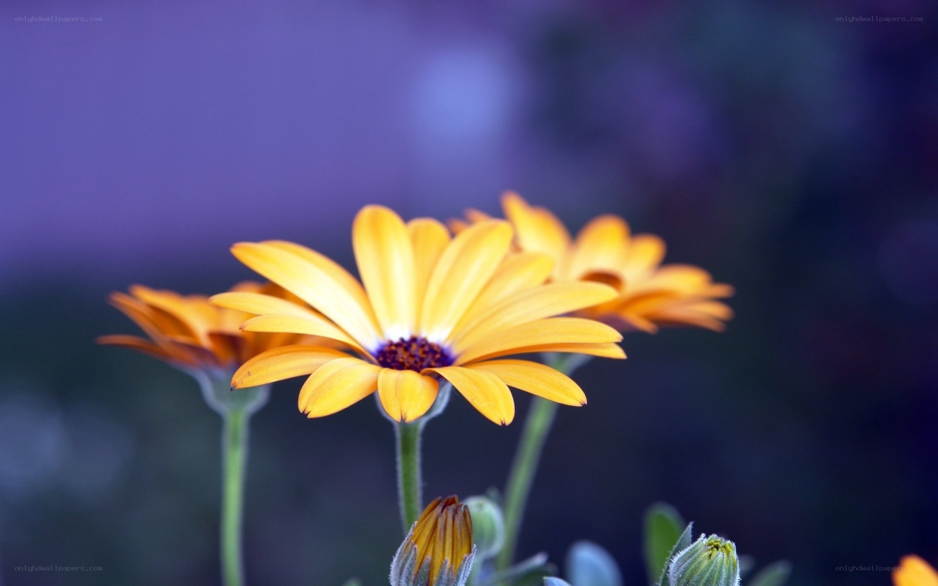 Yellow daisies in purple light