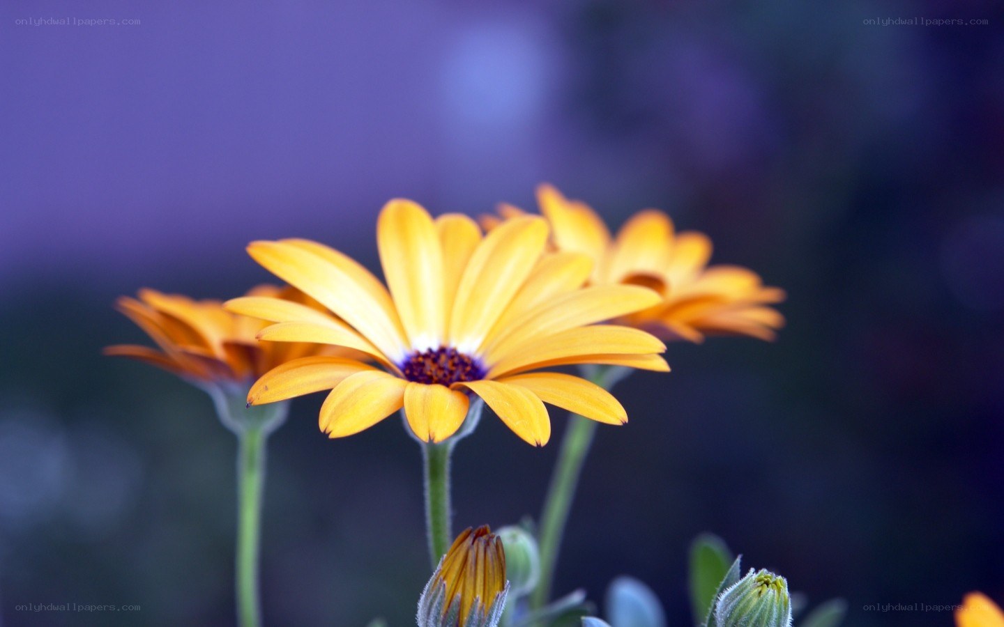 Yellow daisies in purple light