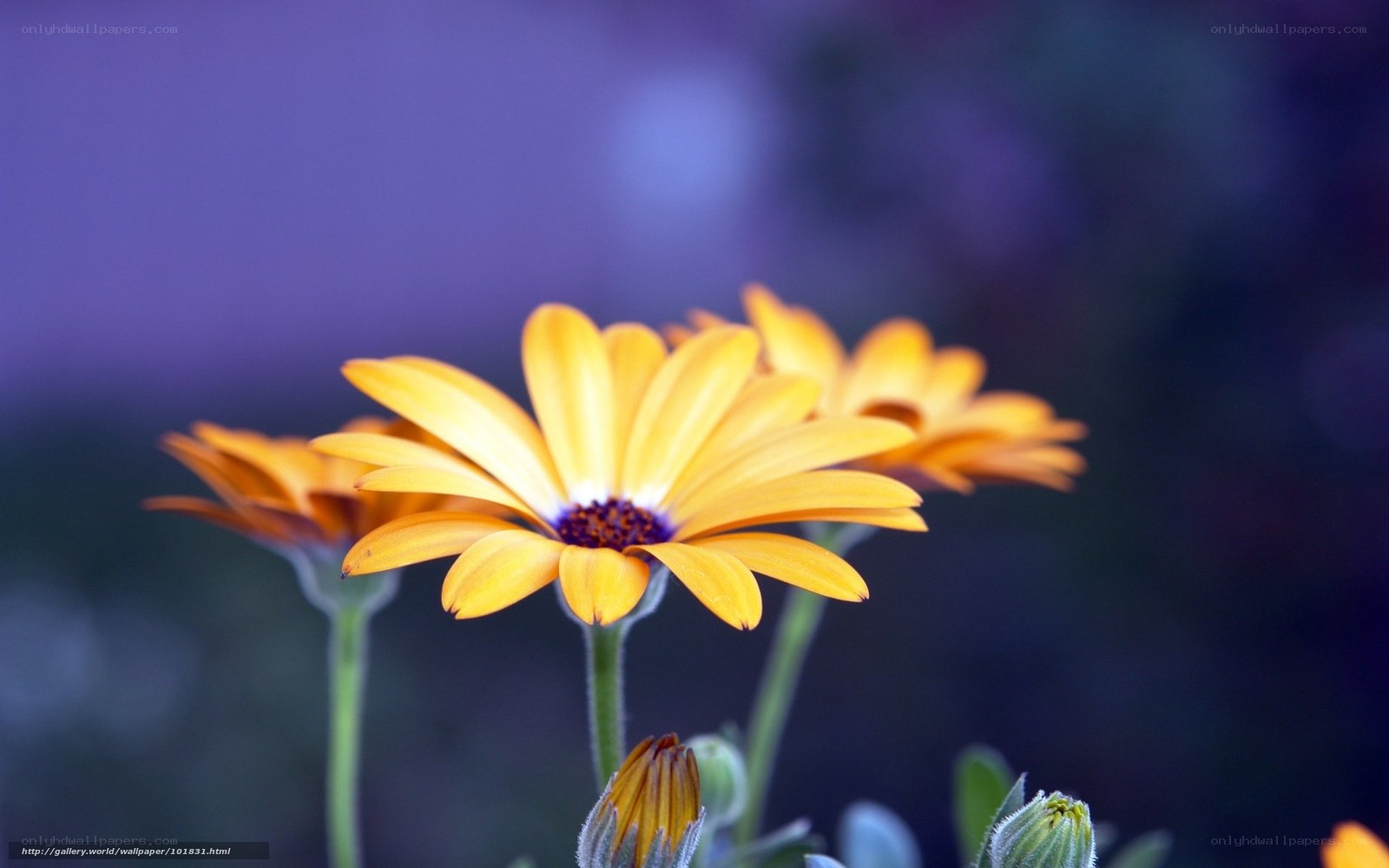 Yellow daisies in purple light