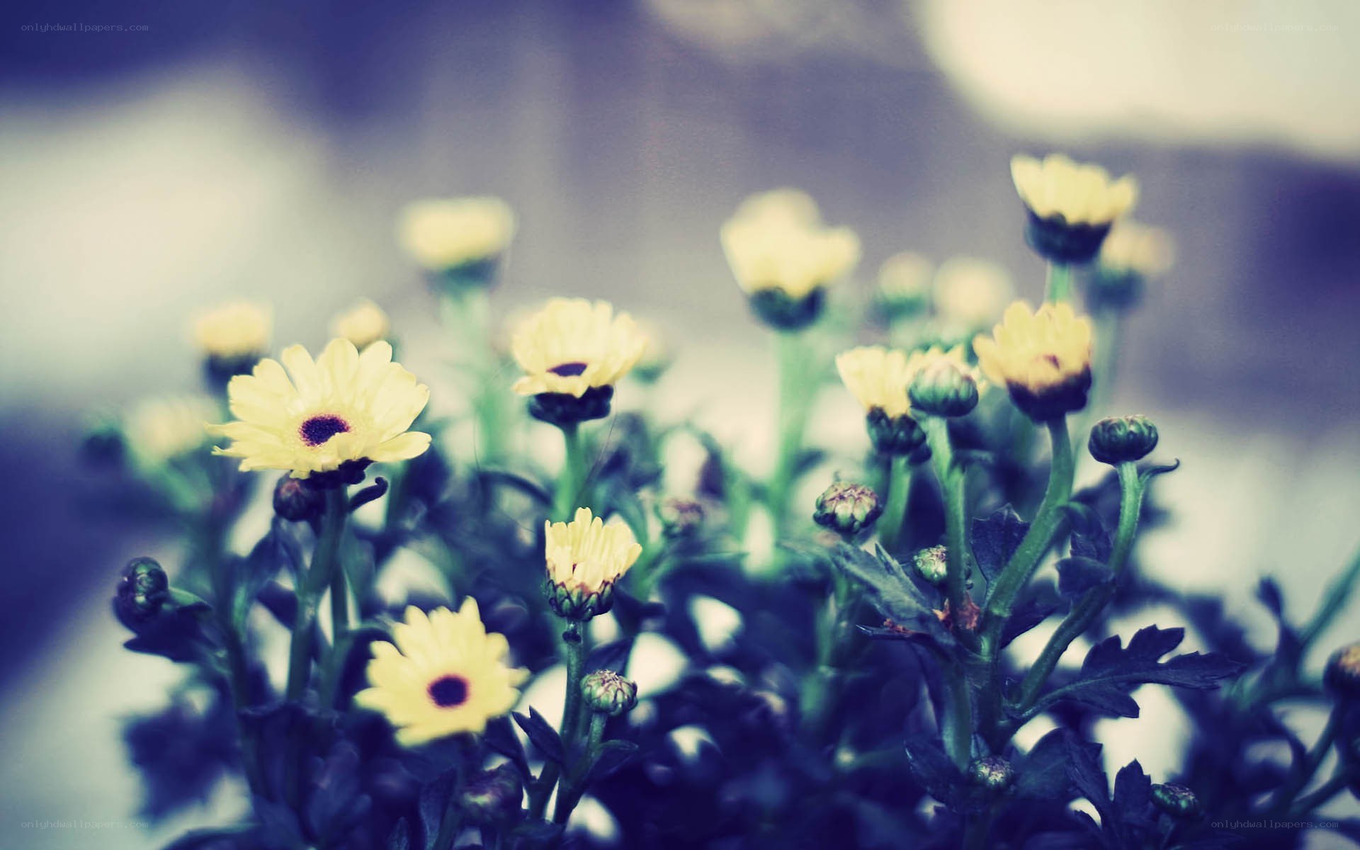 yellow daisies in soft focus