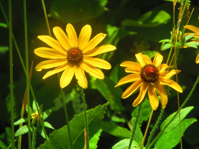 Yellow Daisies in Sunlight — Bright