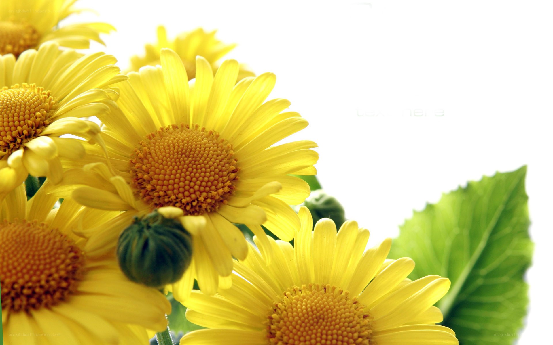 Yellow daisies in sunlight