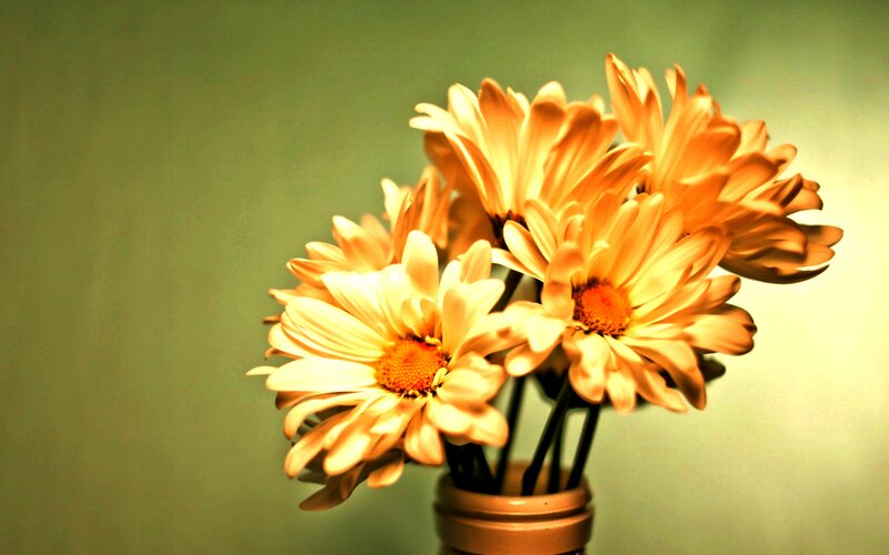 Yellow Daisies in Vase — Calm
