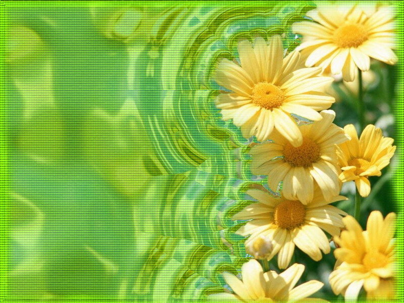 Yellow Daisies in Water
