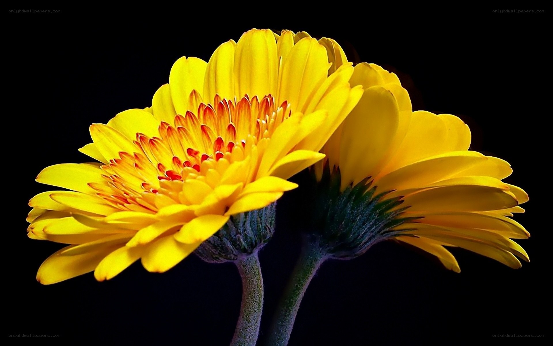Yellow daisies on black background