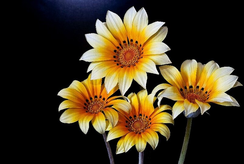 Yellow Daisies on Black