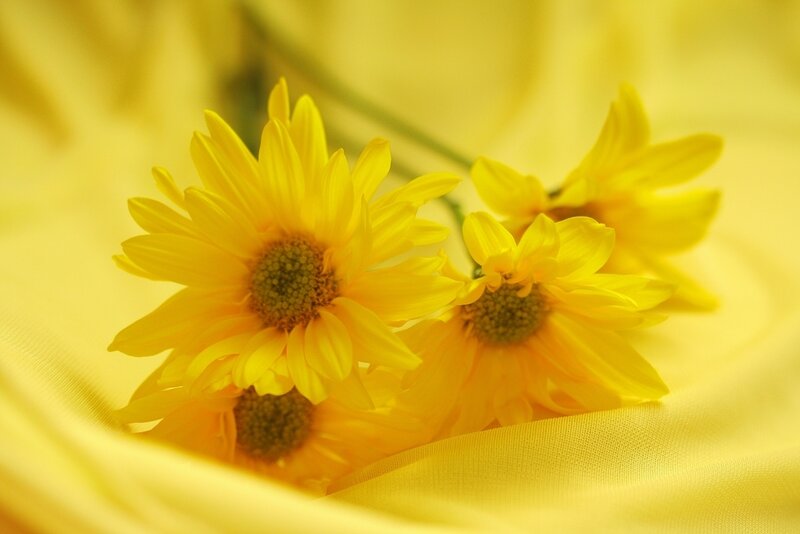 Yellow Daisies on Fabric