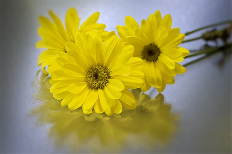 Yellow Daisies on Surface
