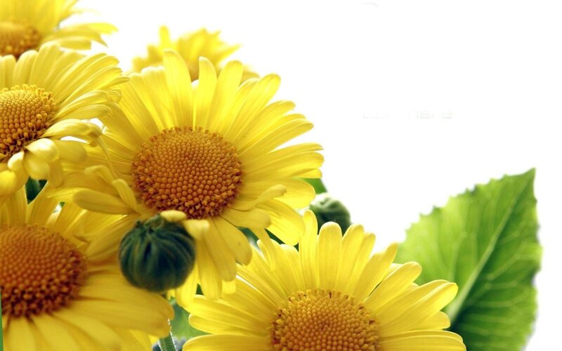 yellow daisies on white background