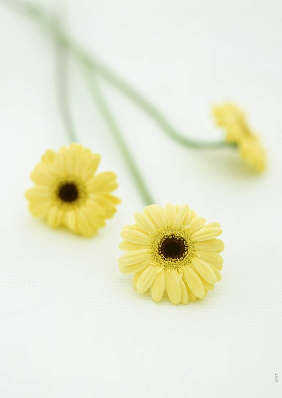 Yellow daisies on white surface