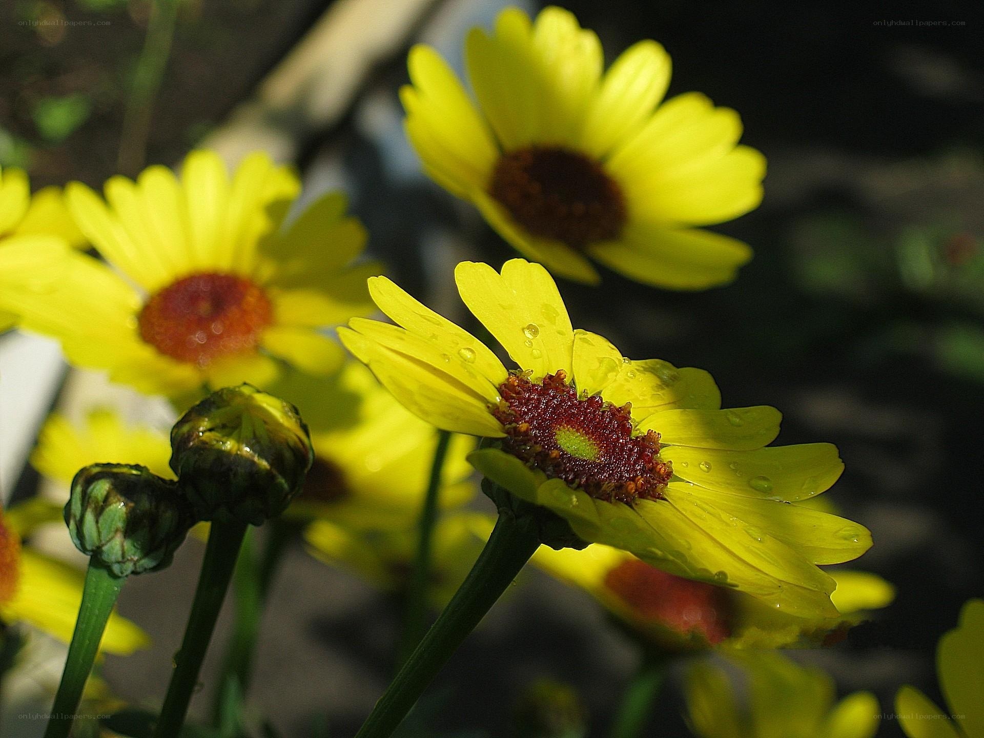 Yellow daisies with dew drops