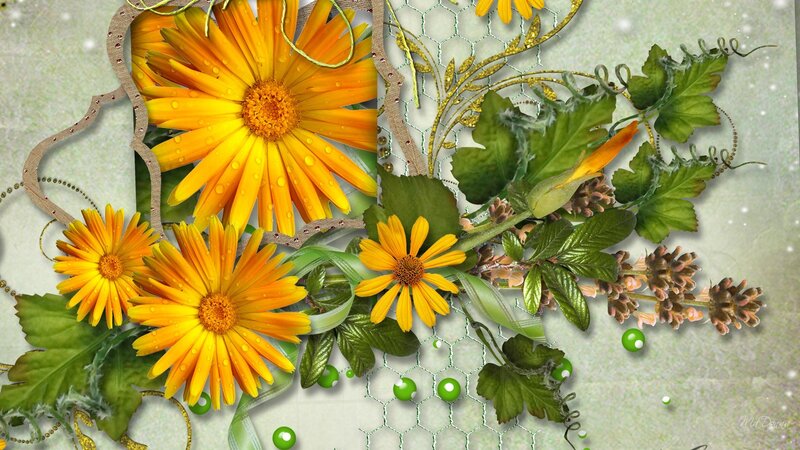 Yellow Daisies with Green Leaves — Calm