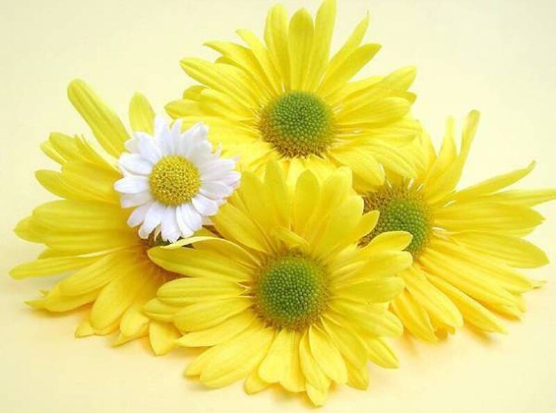 Yellow Daisies with One White