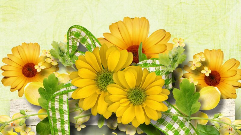 Yellow Daisies with Ribbon