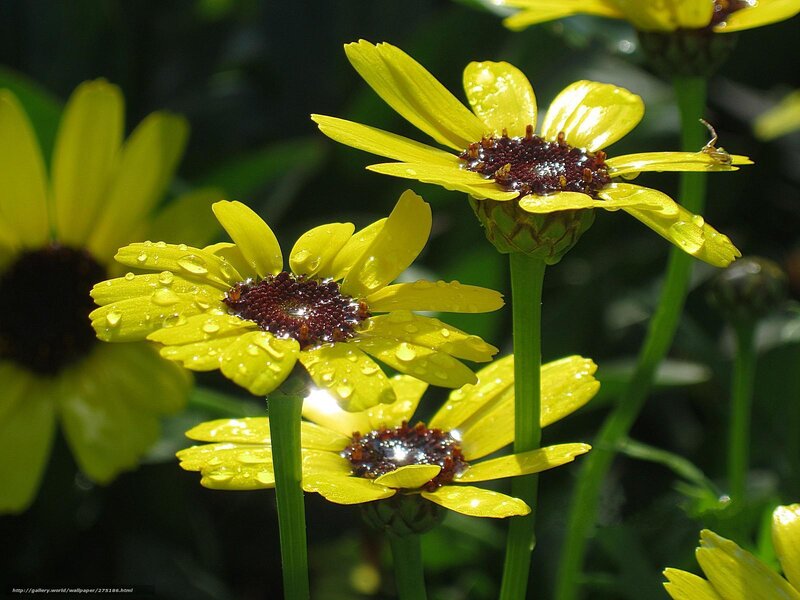 Yellow Daisies with Water Droplets — Serene