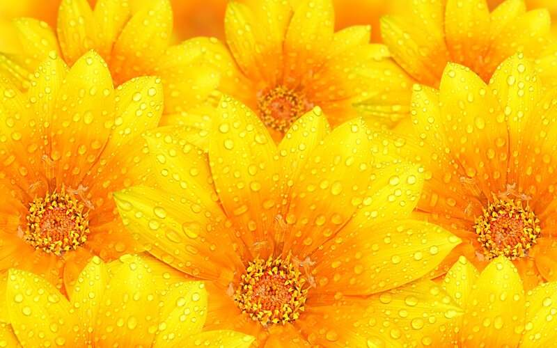 Yellow Daisies with Water Droplets — Vibrant, Photograph