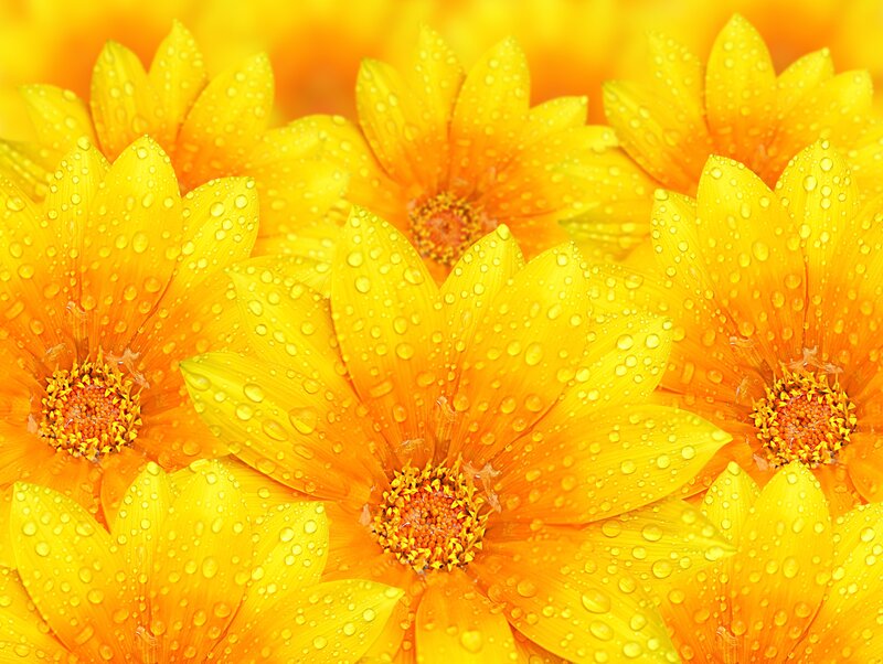 Yellow Daisies with Water Droplets — Vibrant