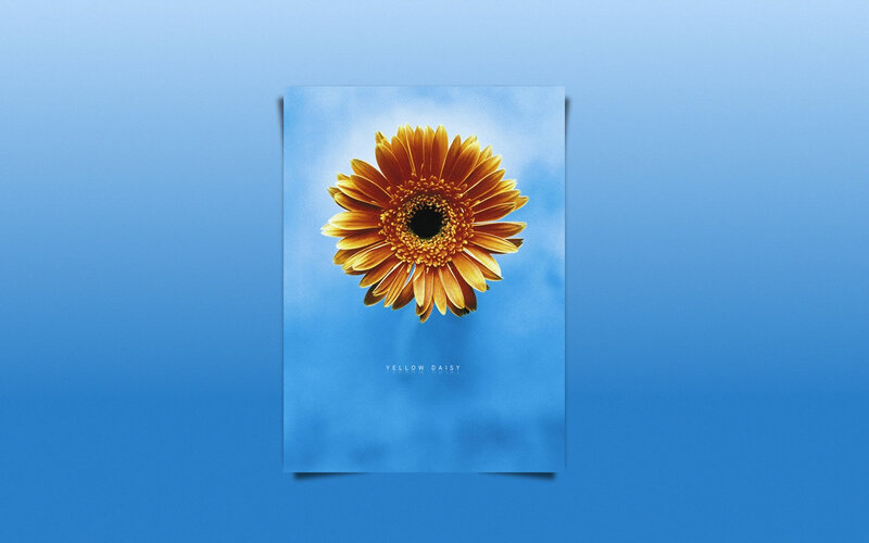 Yellow daisy against blue sky