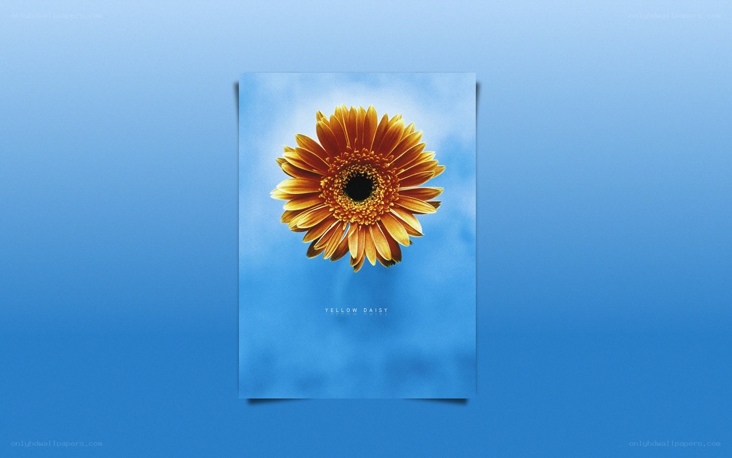 Yellow daisy against blue sky