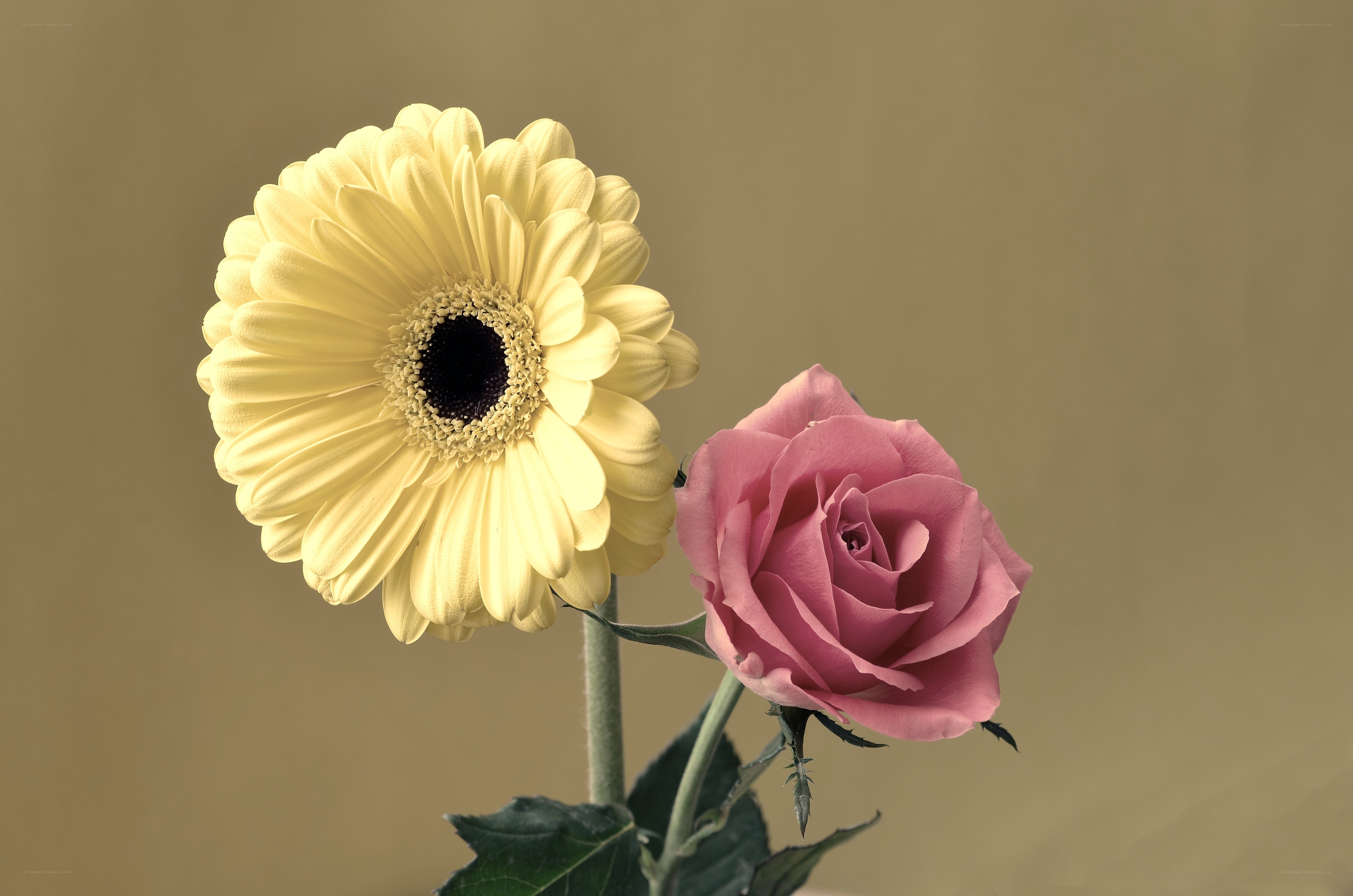 Yellow daisy and pink rose
