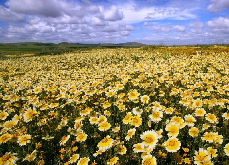 Yellow Daisy Field — Serene